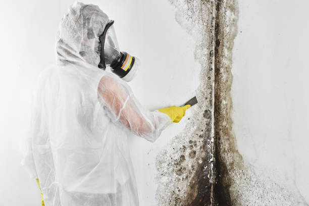 Best Residential Mold Removal  in Monsey, NY