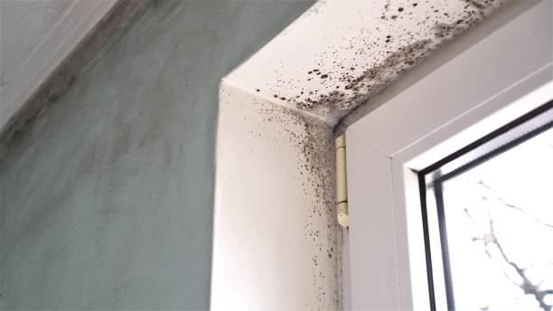 Best Mold Testing and Removal  in Monsey, NY