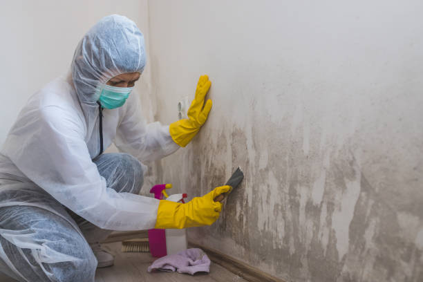 Best Attic Mold Removal  in Monsey, NY