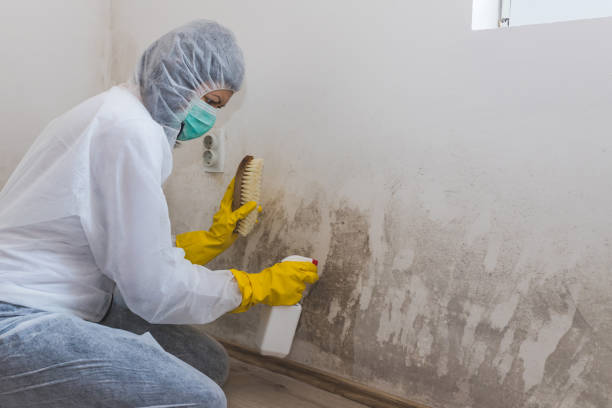 Best Crawl Space Mold Removal  in Monsey, NY
