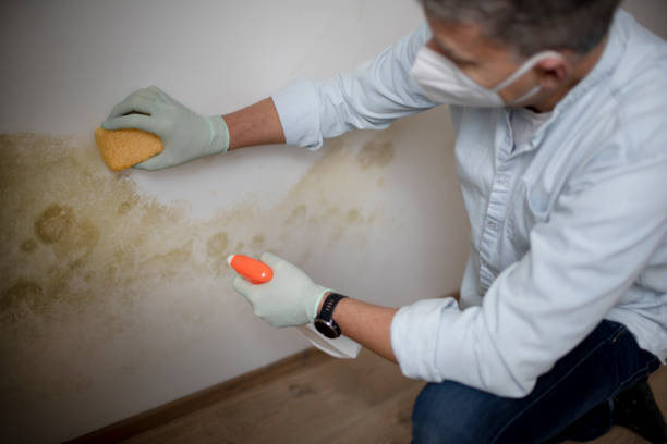 Best Mold Removal Process  in Monsey, NY