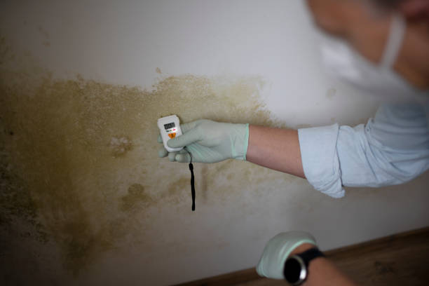 Mold Testing and Removal in Monsey, NY