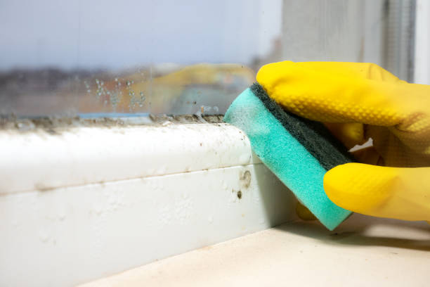 Best Black Mold Removal  in Monsey, NY