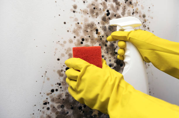 Mold Removal Process in Monsey, NY