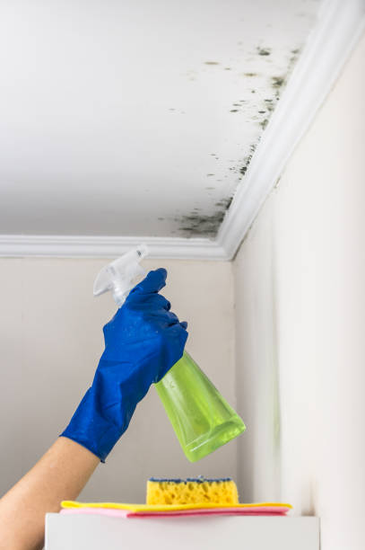 Best Best Mold Removal Companies  in Monsey, NY